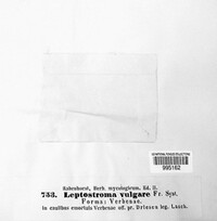 Hypoderma commune image